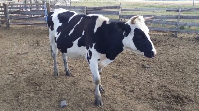 Гнойные раны. Как их лечить? смотреть онлайн