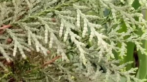 Туя. Болезни и вредители. Снежное шютте болезнь хвойных растений. Признаки и методы борьбы(Ракурс).