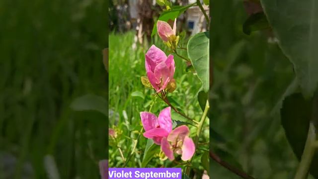 Violet September Bougainvillea смотреть онлайн