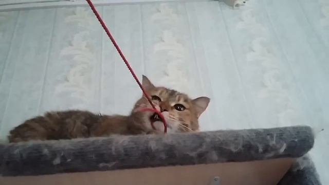 Злая кошка! Охотник! смотреть онлайн