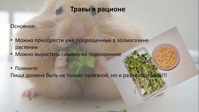 Хом@ Djek. Чем кормить сирийского хомяка? смотреть онлайн