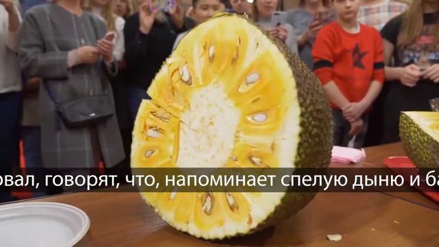 Джекфрут или хлебное дерево. Пробовали? смотреть онлайн