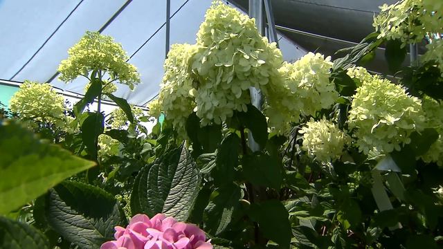 Paniculata hydrangeas have lovely cone-shaped flowers смотреть онлайн