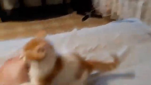 Кот заболел бешенством. Что делать? смотреть онлайн