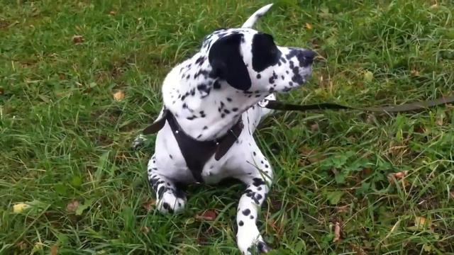 РЕЛАКС.ДАЛМАТИН ОТДЫХАЕТ НА ПРИРОДЕ))