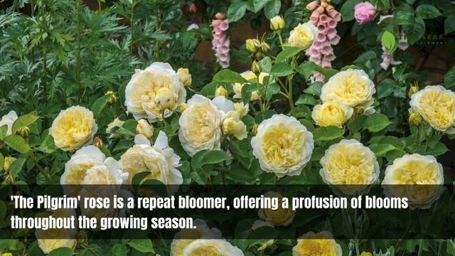 Rosa 'The Pilgrim' | 'The Pilgrim' Rose | English Roses