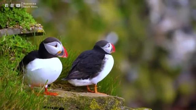 Успокаивающая музыка лечит болезни сердца и полезна для сосудов ? Музыка полезна и полезна для душ смотреть онлайн