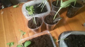 Пикировка арбузов