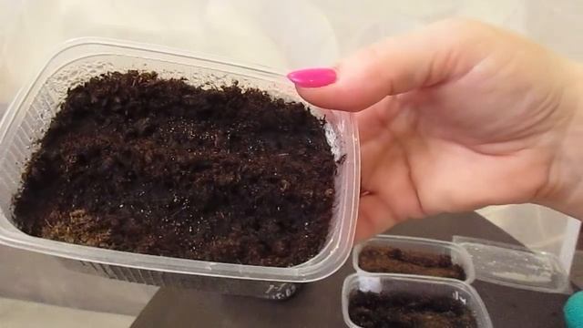 Выставляю замороженные семена на проращивание.29.03.2020 смотреть онлайн