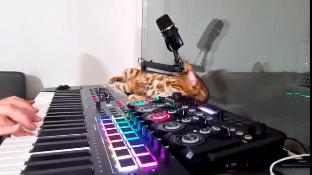 Сектор Газа - Сифон (попытка сыграть с котом) #рок смотреть онлайн