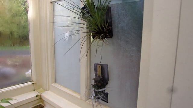 The Air Plants Collection at The National Botanic Gardens of Ireland Winter Update - Tillandsia смотреть онлайн