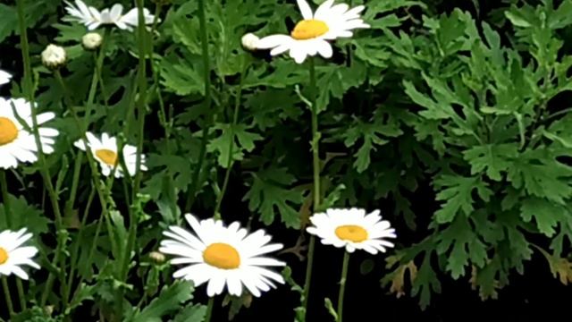 Как устроить клумбу своими руками. смотреть онлайн