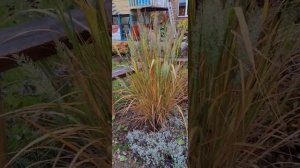 Просо прутьевидное и Вейник остроцветковый: Karl Foester. Сравнение в дизайне участка