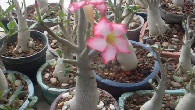 Adenium ♥ смотреть онлайн
