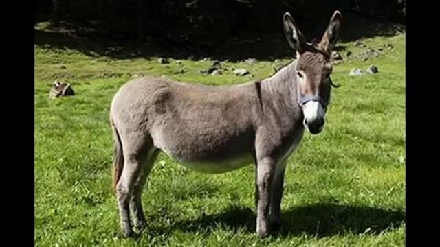 Donkey Sounds | Звуки осла смотреть онлайн