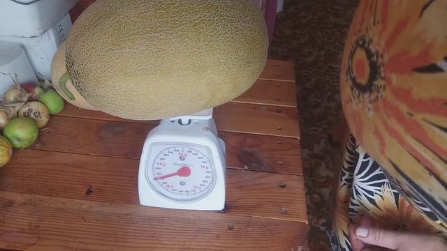 Дыни на пленке. Продолжаем снимать урожай. смотреть онлайн