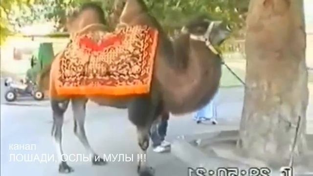 ВЕРБЛЮЖЬЕ ОДЕЯЛО, ВЕРБЛЮЖЬЯ КОЛЮЧКА, а так же ШЕРСТЬ и ещё верблюжье МОЛОКО смотреть онлайн