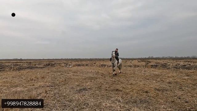 КРАСАВЧИК СОТУВДА! #ОТ ОНЛАЙН ОТ БОЗОР! КОННЫЙ РЫНОК! смотреть онлайн