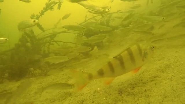 Какая рыба плавает в реке во время рыбалки? Эксперементы с прикормкой! смотреть онлайн