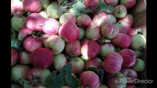 ДЕҲАИ МАДРУШКАТИ НОХИЯИ КӮҲИСТОНИ МАСЧОҲ. ГОРНЫЕ МАТЧА ДЕРЕВНЯ МАДРУШКАТ. смотреть онлайн