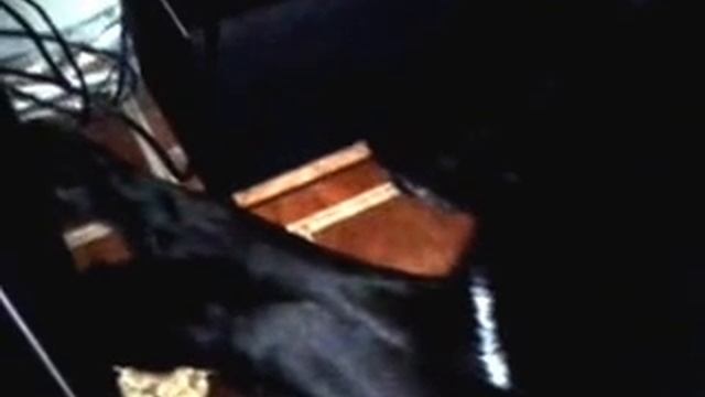 Собака храпит - Лорд смотреть онлайн