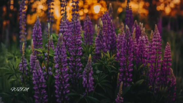 Summer. Very beautiful music. Relax. landscapes. Лето. Прекрасная музыка. Красивая природа. Релакс. смотреть онлайн