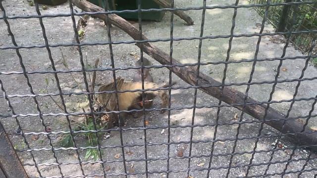 Гамадрил Люся и носуха Соня. смотреть онлайн