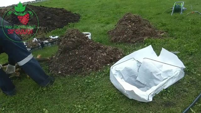 Сажаем голубику. Как мы посадили саженец голубики. смотреть онлайн