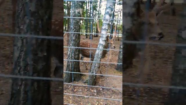 Ручные пятнистые олени. Красная книга. смотреть онлайн