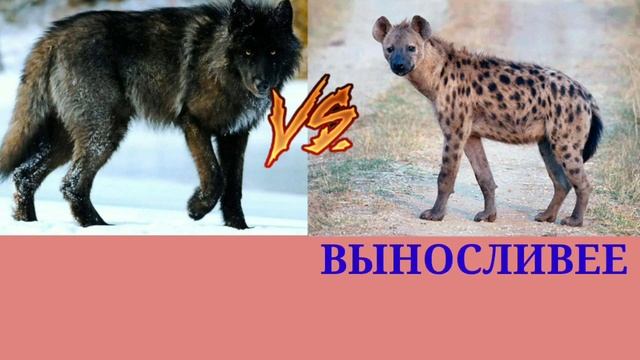 Канадский Волк против Самца Гиены! смотреть онлайн
