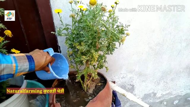 Flood Irrigation Makes Crops Worried смотреть онлайн