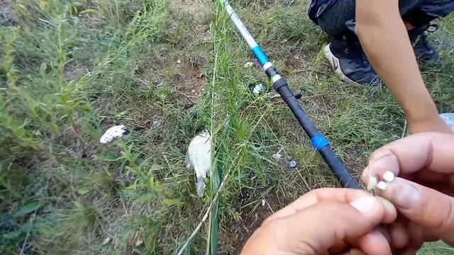 Ловлю КРУПНЫХ карасей в густом камыше! Рыбалка на поплавок. смотреть онлайн