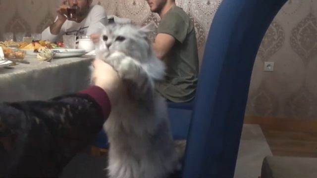 Персидский котенок , ооочень сладкий )))) смотреть онлайн
