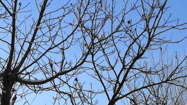 Сокол Сапсан атакует голубей! Falcon Peregrinus Attack pigeons! смотреть онлайн