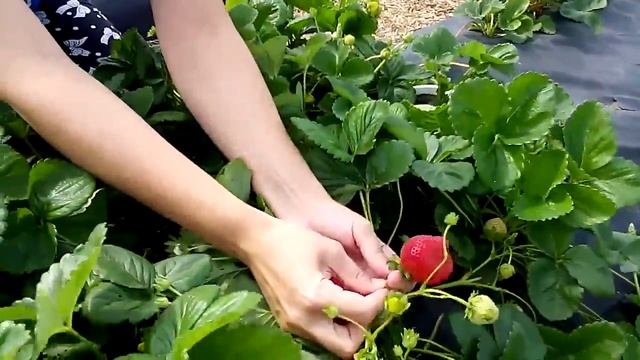 Как наливается клубника, сорт Флорианте смотреть онлайн