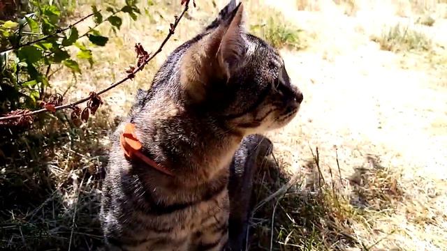 Браславский дикарь смотреть онлайн