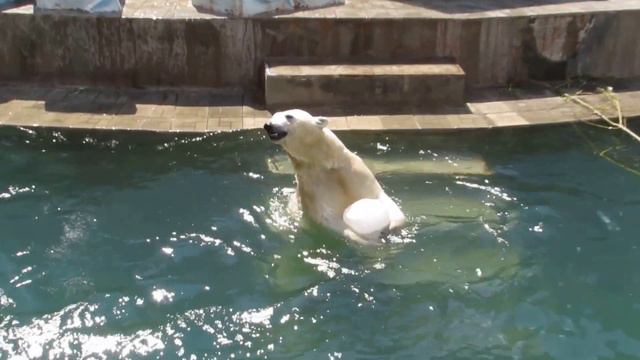 Герда развлекает публику 07.06.16