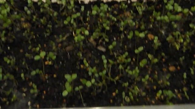 Лобулярия (Алиссум) на 4-ый день после посева смотреть онлайн