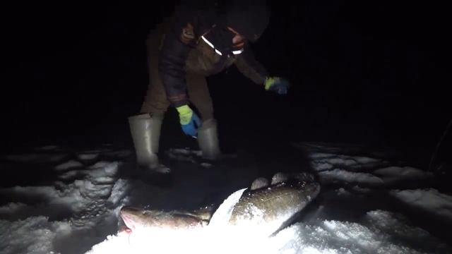 НОЧНЫЕ МОНСТРЫ Якутии! Yakutia