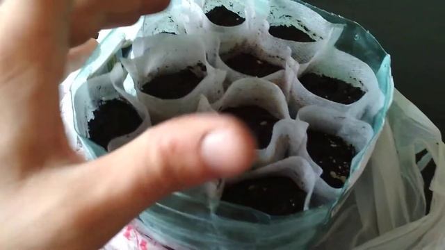 Сажаю семена комнатных растений из Китая. Посмотрим что вырастет.) смотреть онлайн