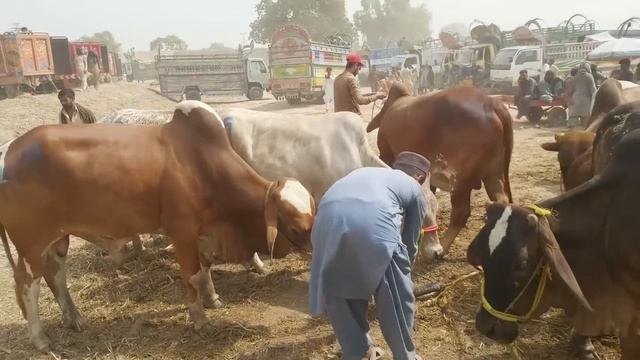 Shaykh Wahin Cow Mandi 2020 Ke SODAY, LOADING, UNLOADING & LIVE WEIGHT at Farm - Bakra Eid 2020 смотреть онлайн