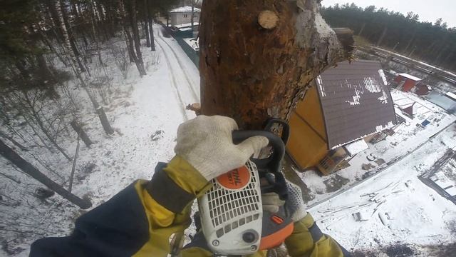 Удаление сухого дерева частями в московской области смотреть онлайн