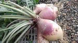 БРЮКВА! СОБИРАЮ УРОЖАЙ БРЮКВЫ! ПОЛЕЗНЫЕ СВОЙСТВА БРЮКВЫ.