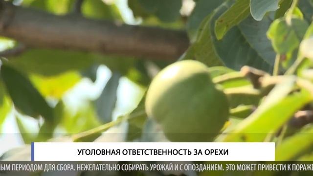 Уголовная ответственность за орехи смотреть онлайн