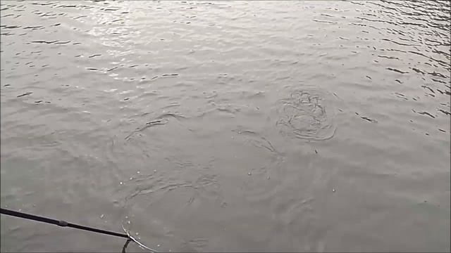 Обзор нижнего водоёма. Клёвое место, Лосиный остров. смотреть онлайн