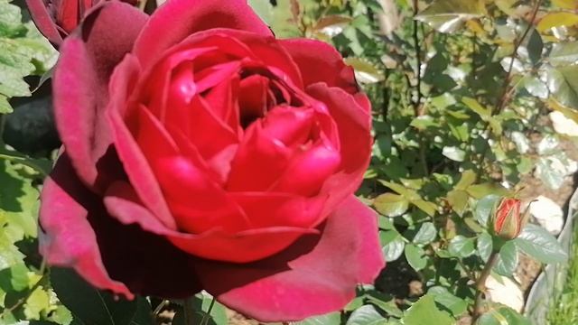 Зацвела первая роза Блэк Мэджик (или пересорт?) июнь 2023 смотреть онлайн