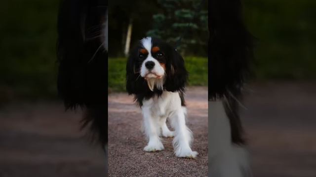 Уличная фотосессия для Кавалер кинг чарльз спаниеля!