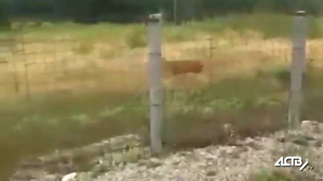 Очевидец снял оленя около аэропорта Южно-Сахалинска