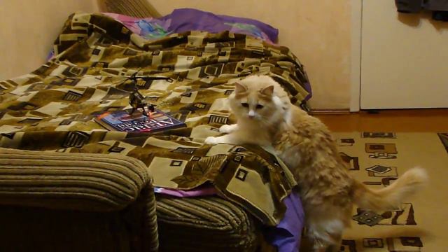 Кот и радиоуправляемый вертолет смотреть онлайн