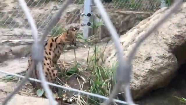 Погуляли с братом в Новом ЗООПАРКЕ 🦁#zoopark смотреть онлайн